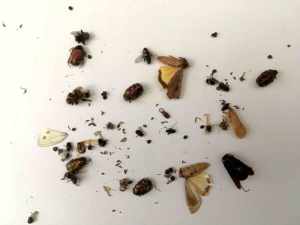Insektensterben
